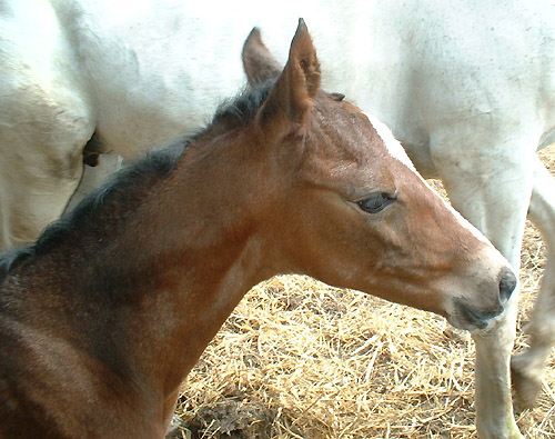 Trakehner Stutfohlen von Exclusiv u.d. Legende v. Primo u.d. Lagune v. Grimsel, Zchter: Wolfgang Kohl