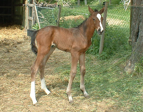 Trakehner Stutfohlen von Exclusiv u.d. Legende v. Primo u.d. Lagune v. Grimsel, Zchter: Wolfgang Kohl