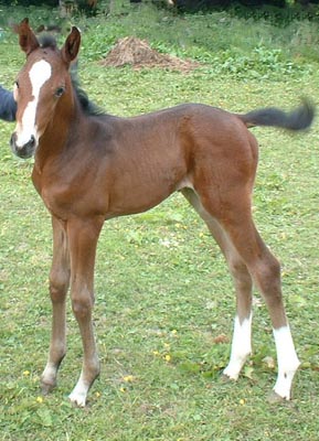 Trakehner Stutfohlen von Exclusiv u.d. Legende v. Primo u.d. Lagune v. Grimsel, Zchter: Wolfgang Kohl