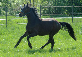 Trakehner von Shavalou - Marduc