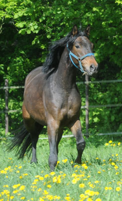 3j�hriger Trakehner Wallach von Shavalou u.d. Arancha v. Marduc