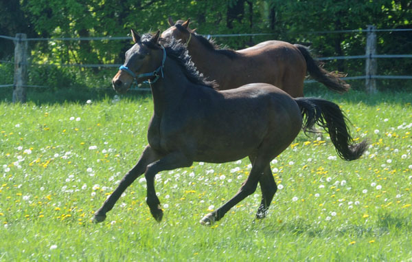 3j�hriger Trakehner Wallach von Shavalou u.d. Arancha v. Marduc
