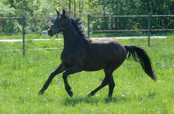 3j�hriger Trakehner Wallach von Shavalou u.d. Arancha v. Marduc
