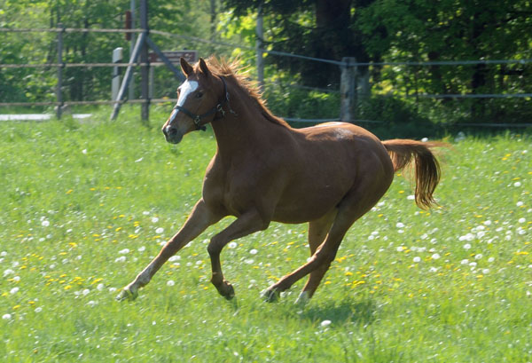 3jhriger Trakehner von Freudenfest u.d. Mainau v. Caanitz