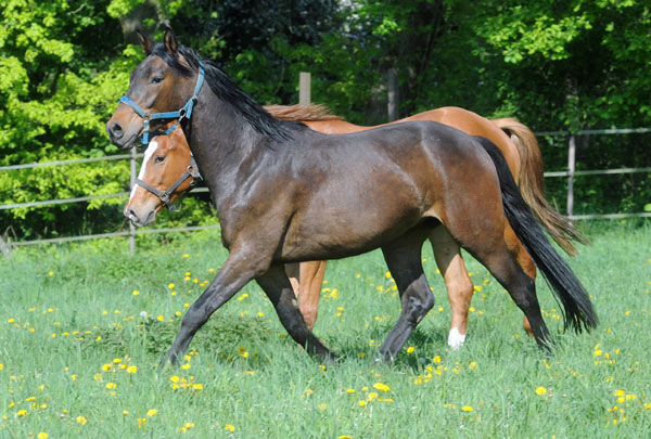 3j�hriger Trakehner Wallach von Shavalou u.d. Arancha v. Marduc