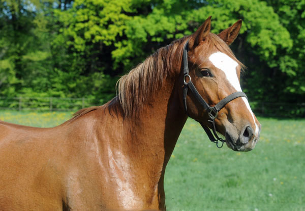 3jhriger Trakehner von Freudenfest u.d. Mainau v. Caanitz