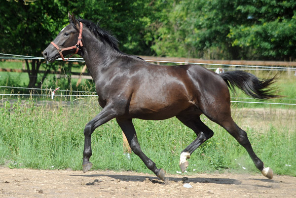 Nachtstern von Exclusiv - Tambour Anfang Juni 2011 - Foto: Beate Langels - Trakehner Gestt Hmelschenburg