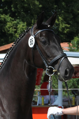 Trakehner Stute Schwalbennacht von Kostolany u.d. Elitestute Schwalbenspiel von Exclusiv, Z�chter: Gest�t H�melschenburg