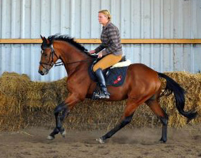 3jhriger Trakehner Hengst Scoubidou von Summertime - Herzruf - Foto: Antje Berodt