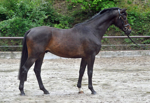 Trakehner von Meraldik u.d. Schwalbenflair v. Exclusiv