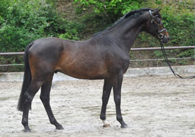 Trakehner Gelding by Meraldik out of Schwalbenflair v. Exclusiv - Trakehner Gest�t H�melschenburg - Beate Langels