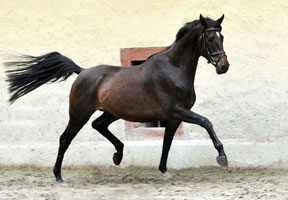 Trakehner by Meraldik out of Schwalbenflair by Exclusiv, Trakehner Gest�t H�melschenburg - Beate Langels