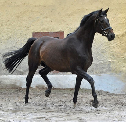 Trakehner von Meraldik u.d. Schwalbenflair v. Exclusiv