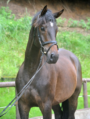 Trakehner von Meraldik u.d. Schwalbenflair v. Exclusiv