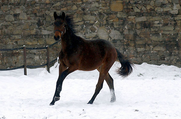 Bei eisigen Temperaturen und reichlich Schnee in Hmelschenburg - Januar 2010