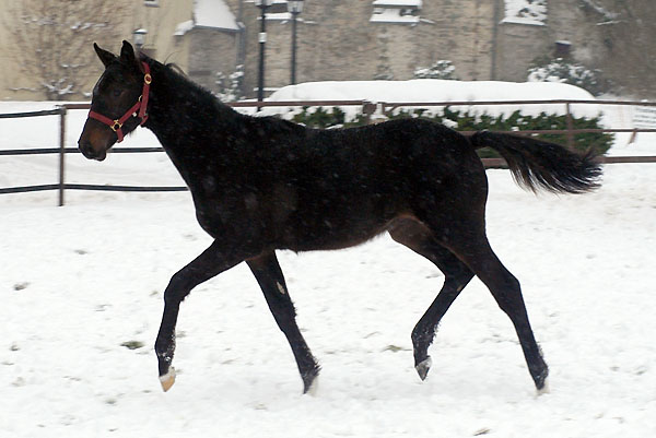 Sir Moon by Symont out of Sankt Helena by Alter Fritz, Foto: Beate Langels