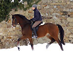 Zinedine Zidane v. Summertime im Winter 2010 im Trakehner Gestüt Hmelschenburg