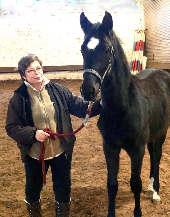 New Star v. Saint Cyr x Millennium und seine Zchterin Hmelschenburg 12. Januar 2025 - Trakehner Gestt Hmelschenburg