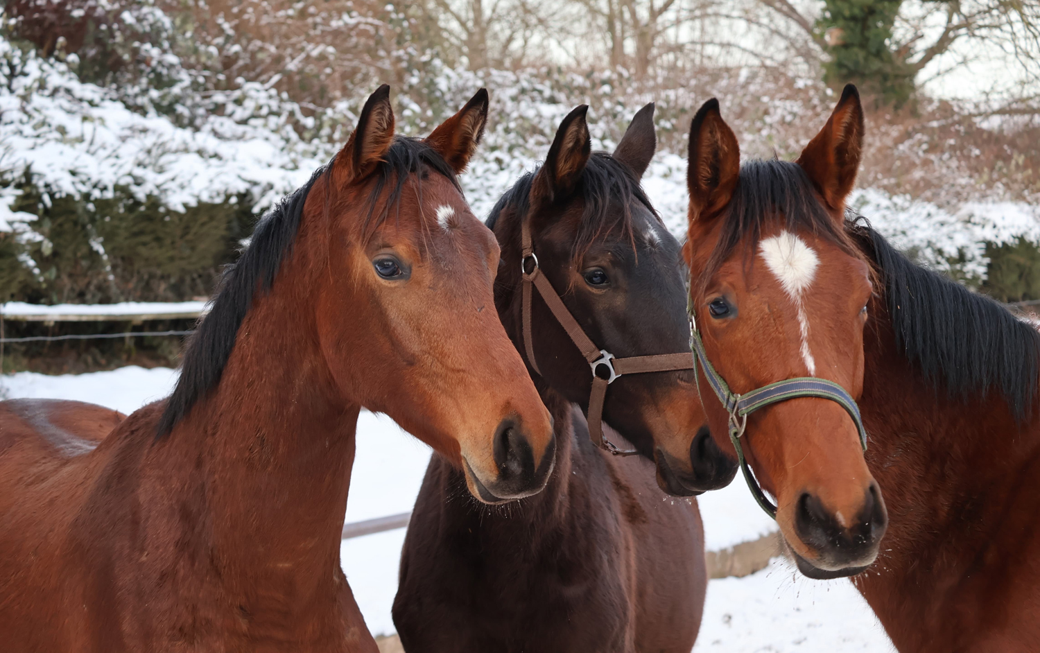 Die zweij�hrigen Hengste - Trakehner Gest�t H�melschenburg Beate Langels - Foto Sabine Beyer
