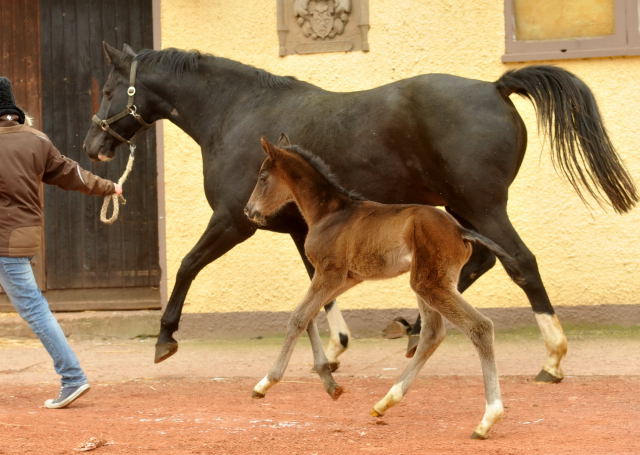 Trakehner Colt by Summertime out of Thirica by Enrico Caruso - Trakehner Gestt Hmelschenburg - Beate Langels