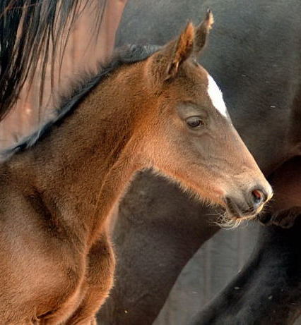 Trakehner Hengstfohlen von Summertime u.d. Thirica v. Enrico Caruso