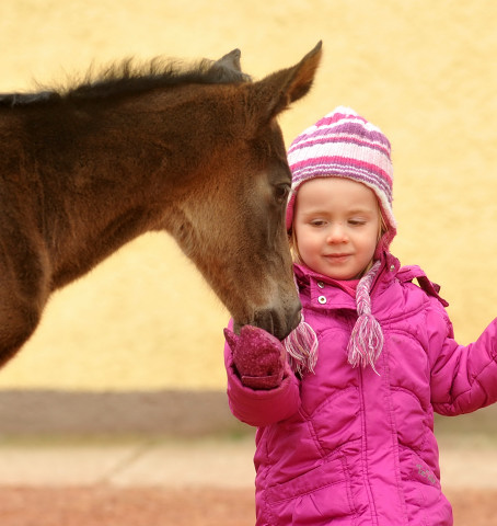 Trakehner Hengstfohlen von Summertime u.d. Thirica v. Enrico Caruso mit Greta - Foto: Beate Langels, Trakehner Gestt Hmelschenburg