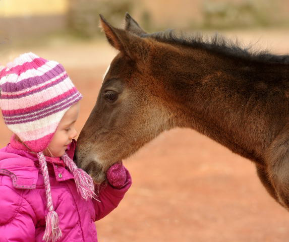 Trakehner Hengstfohlen von Summertime u.d. Thirica v. Enrico Caruso und Greta - Foto: Beate Langels, Trakehner Gestt Hmelschenburg