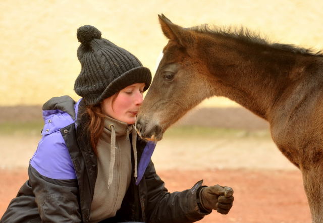 Trakehner Hengstfohlen von Summertime u.d. Thirica v. Enrico Caruso  und Jessica - Foto: Beate Langels, Trakehner Gestt Hmelschenburg