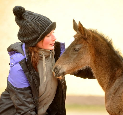 Trakehner Colt by Summertime out of Thirica by Enrico Caruso - Trakehner Gestt Hmelschenburg - Beate Langels