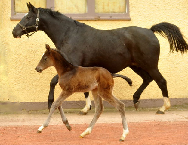 Trakehner Hengstfohlen von Summertime u.d. Thirica v. Enrico Caruso