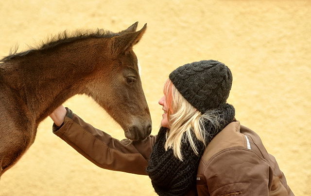 Trakehner Colt by Summertime out of Thirica by Enrico Caruso - Trakehner Gestt Hmelschenburg - Beate Langels