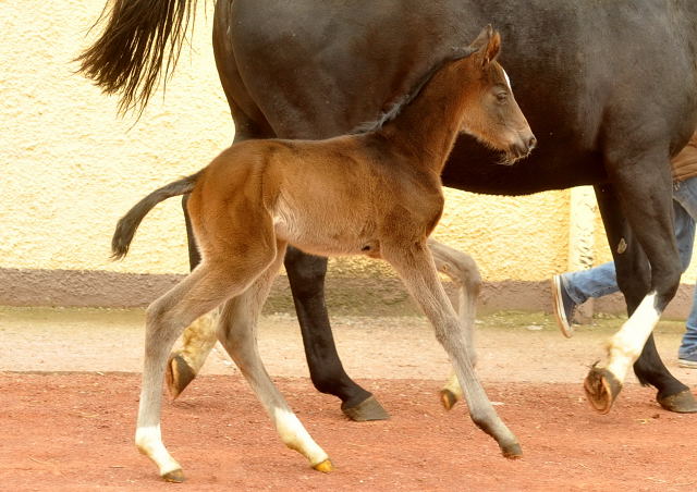 Trakehner Colt by Summertime out of Thirica by Enrico Caruso - Trakehner Gestt Hmelschenburg - Beate Langels