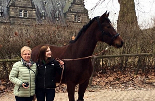 Klassic Twist - 3-jhriger Wallach von Oliver Twist u.d. Klassic v. Freudenfest - Beate Langels Gestt Hmelschenburg