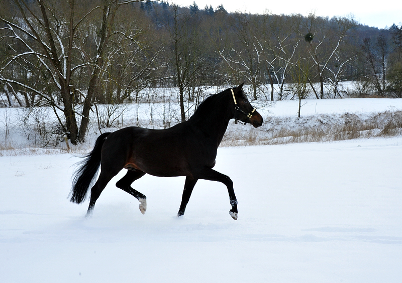 Pmienhengst Saint Cyr v. Kostolany - 12. Februar 2021 - Foto: Beate Langels - 
Trakehner Gestt Hmelschenburg