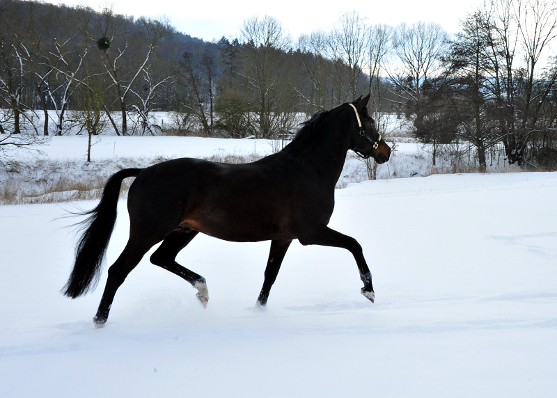 Pmienhengst Saint Cyr v. Kostolany - 12. Februar 2021 - Foto: Beate Langels - 
Trakehner Gestt Hmelschenburg