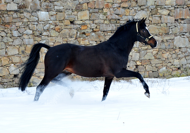 Pmienhengst Saint Cyr v. Kostolany - 12. Februar 2021 - Foto: Beate Langels - 
Trakehner Gestt Hmelschenburg