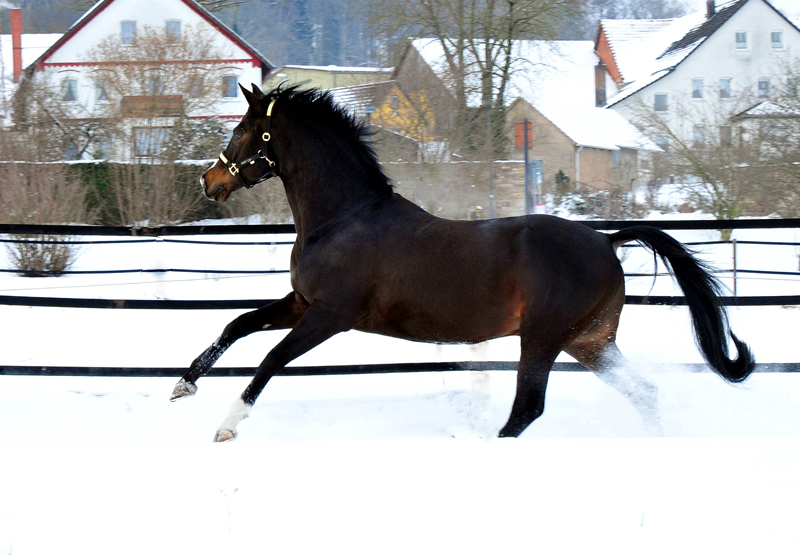 Pmienhengst Saint Cyr v. Kostolany - 12. Februar 2021 - Foto: Beate Langels - 
Trakehner Gestt Hmelschenburg