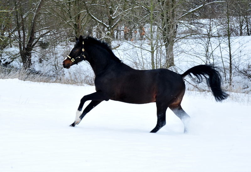 Pmienhengst Saint Cyr v. Kostolany - 12. Februar 2021 - Foto: Beate Langels - 
Trakehner Gestt Hmelschenburg