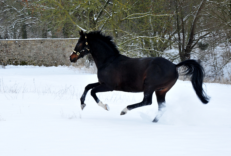 Pmienhengst Saint Cyr v. Kostolany - 12. Februar 2021 - Foto: Beate Langels - 
Trakehner Gestt Hmelschenburg