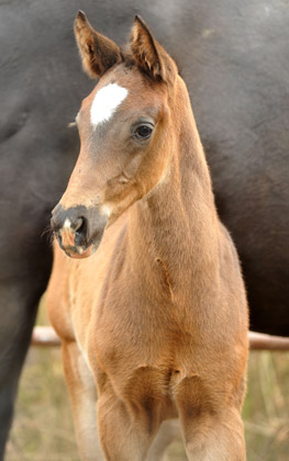  Trakehner Hengstfohlen von Summertime u.d. Thirica v. Enrico Caruso