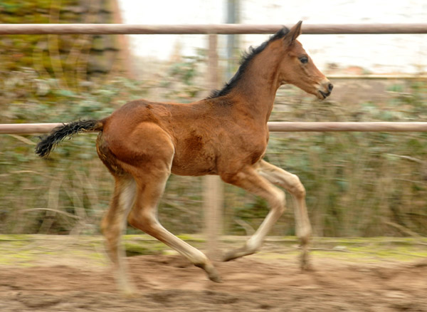 Trakehner Stutfohlen von Saint Cyr u.d. Prmien- und Staatsprmienstute Karena v. Freudenfest - Foto: Beate Langels, Trakehner Gestt Hmelschenburg