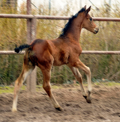 Trakehner Stutfohlen von Saint Cyr u.d. Prmien- und Staatsprmienstute Karena v. Freudenfest - Foto: Beate Langels, Trakehner Gestt Hmelschenburg