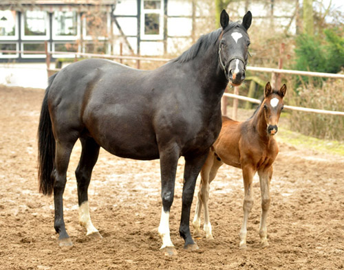  Trakehner Hengstfohlen von Summertime u.d. Thirica v. Enrico Caruso