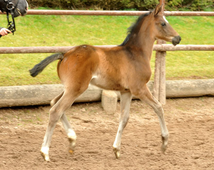  Trakehner Hengstfohlen von Summertime u.d. Thirica v. Enrico Caruso