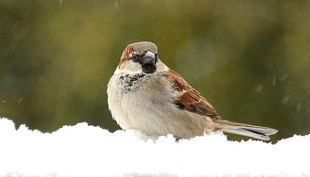 Trakehner Gestt Hmelschenburg