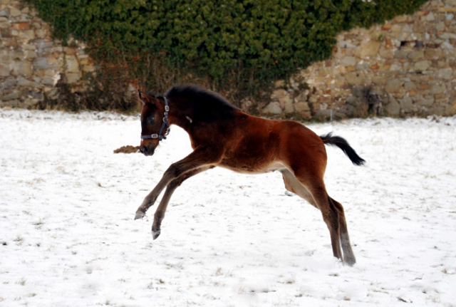 Trakehner Gestt Hmelschenburg