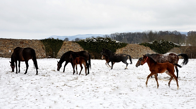 Trakehner Gestt Hmelschenburg