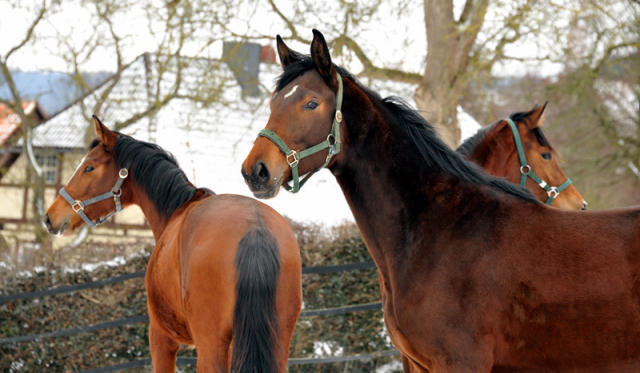 Trakehner Gestt Hmelschenburg