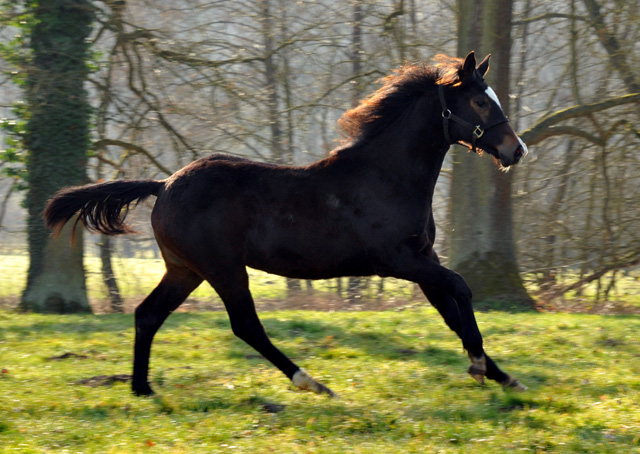 Tacyra von Saint Cyr als Jhrling in Hmelschenburg - Foto Beate Langels