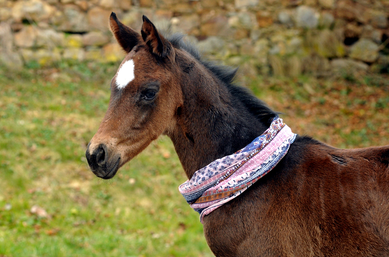 Stutfohlen von High Motion u.d. Elitestute Vicenza v. Showmaster - Foto Beate Langels - Gestüt Schäplitz